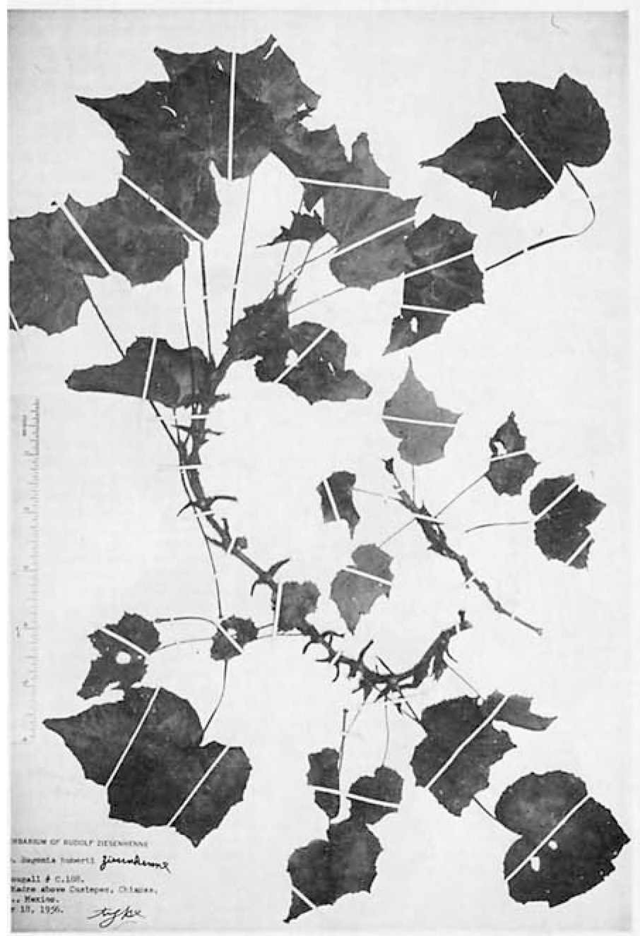 B. huberti